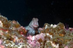 Panamic fanged blenny slightly ascent to the fish and foc... by Richard Ten Brinke 